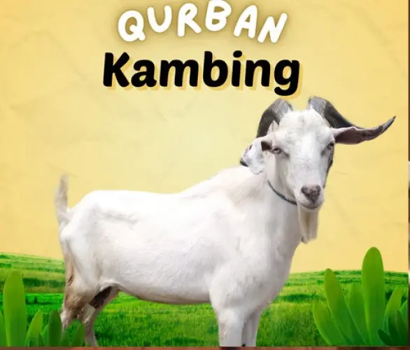 Kurban - Qurban Kambing  citangkil cilegon