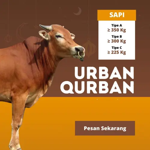 Kurban - Qurban Sapi  citangkil cilegon